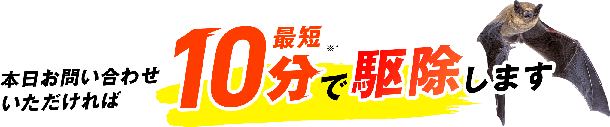 本日お問い合わせいただければ最短10分で駆除します