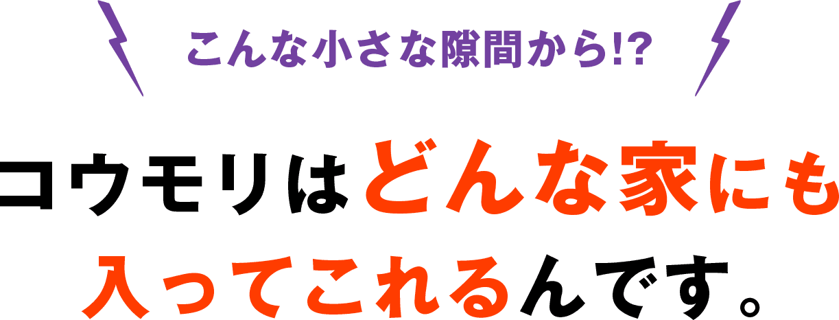 こんな小さな隙間から!? コウモリはどんな家にも入ってこれるんです。