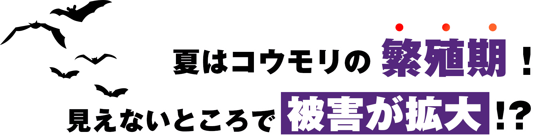 夏はコウモリの繁殖期！見えないところで被害が拡大!?