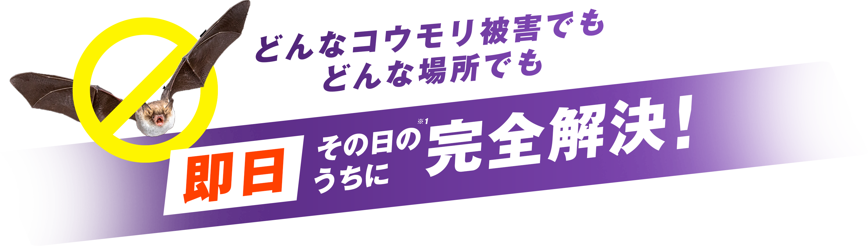 どんなコウモリ被害でもどんな場所でも即日その日のうちに完全解決！